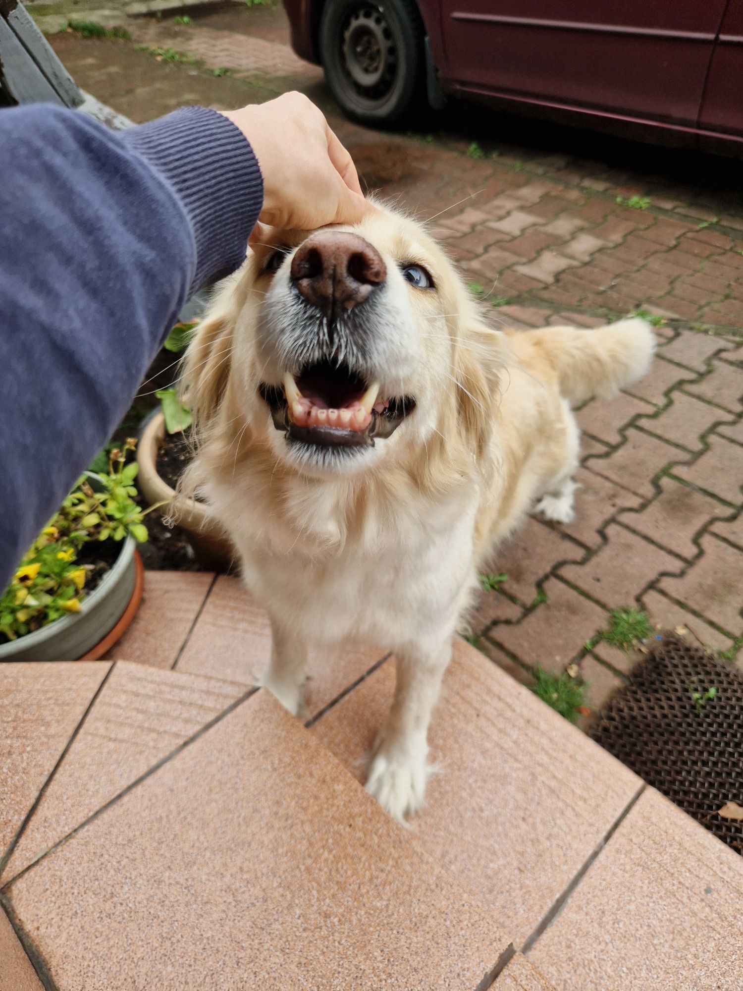 Nelly suczka goberian do adopcji golden husky
