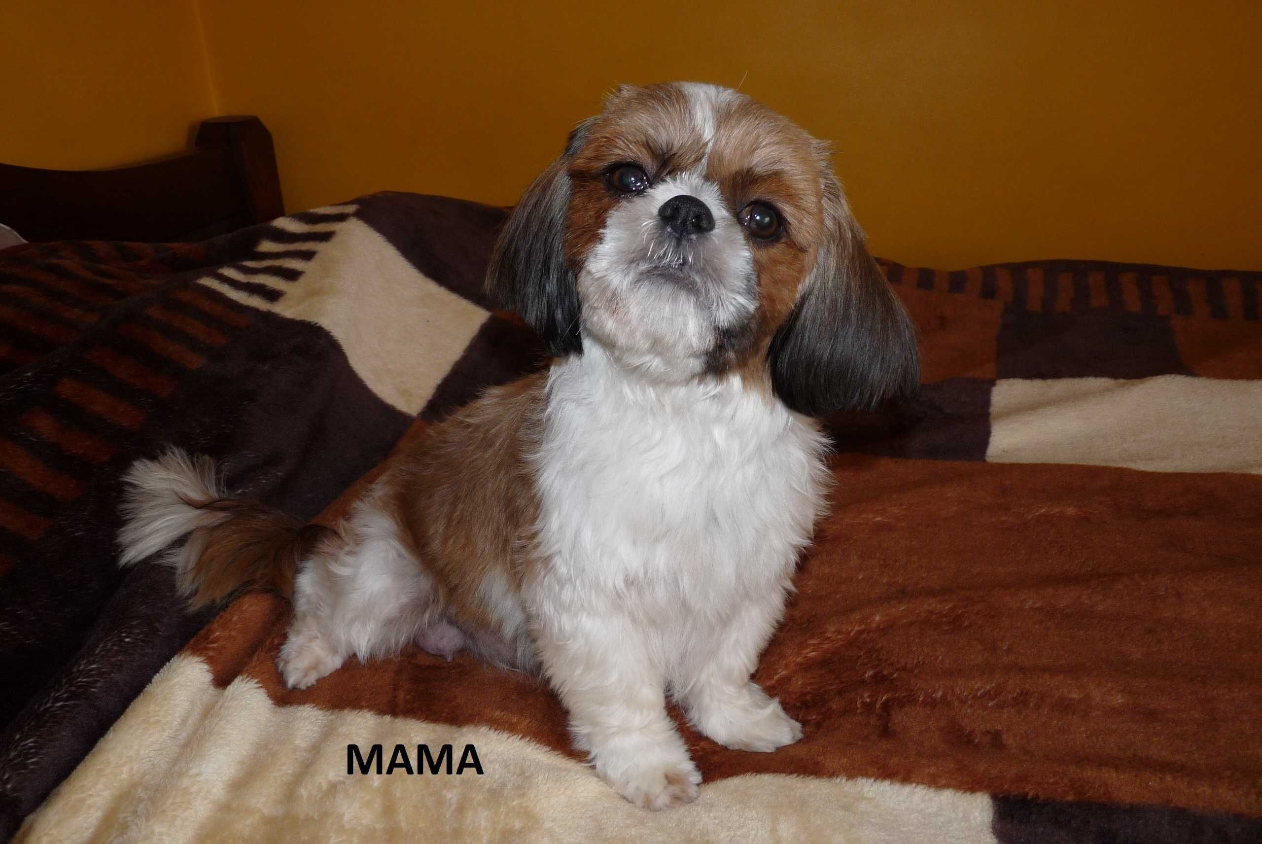 Shih Tzu, piesek Teo do odbioru od 9 sierpnia.