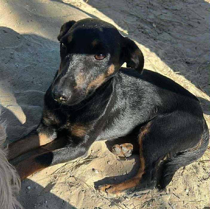 Szczeniak do adopcji. Suczka Salsa szuka domu!