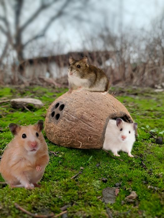 Домик для хомяка "Кокос"