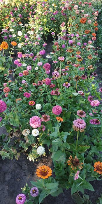 Семена насіння чорнобривці бархатци майори