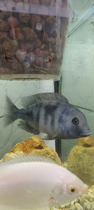 Рыбки аквариумные