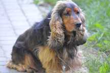 cocker spaniel samiec dorosły sobolowy