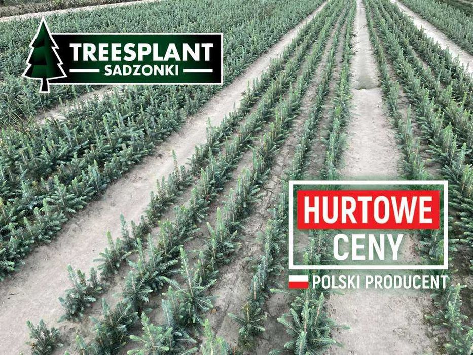 Świerk Srebrny odm. ROYAL BLUE błękitny / jodła kaukaska  serbski HIT