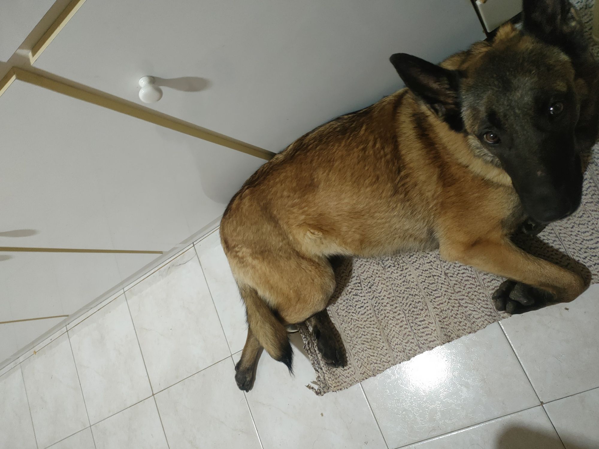 Nova família ADOTAR.ME