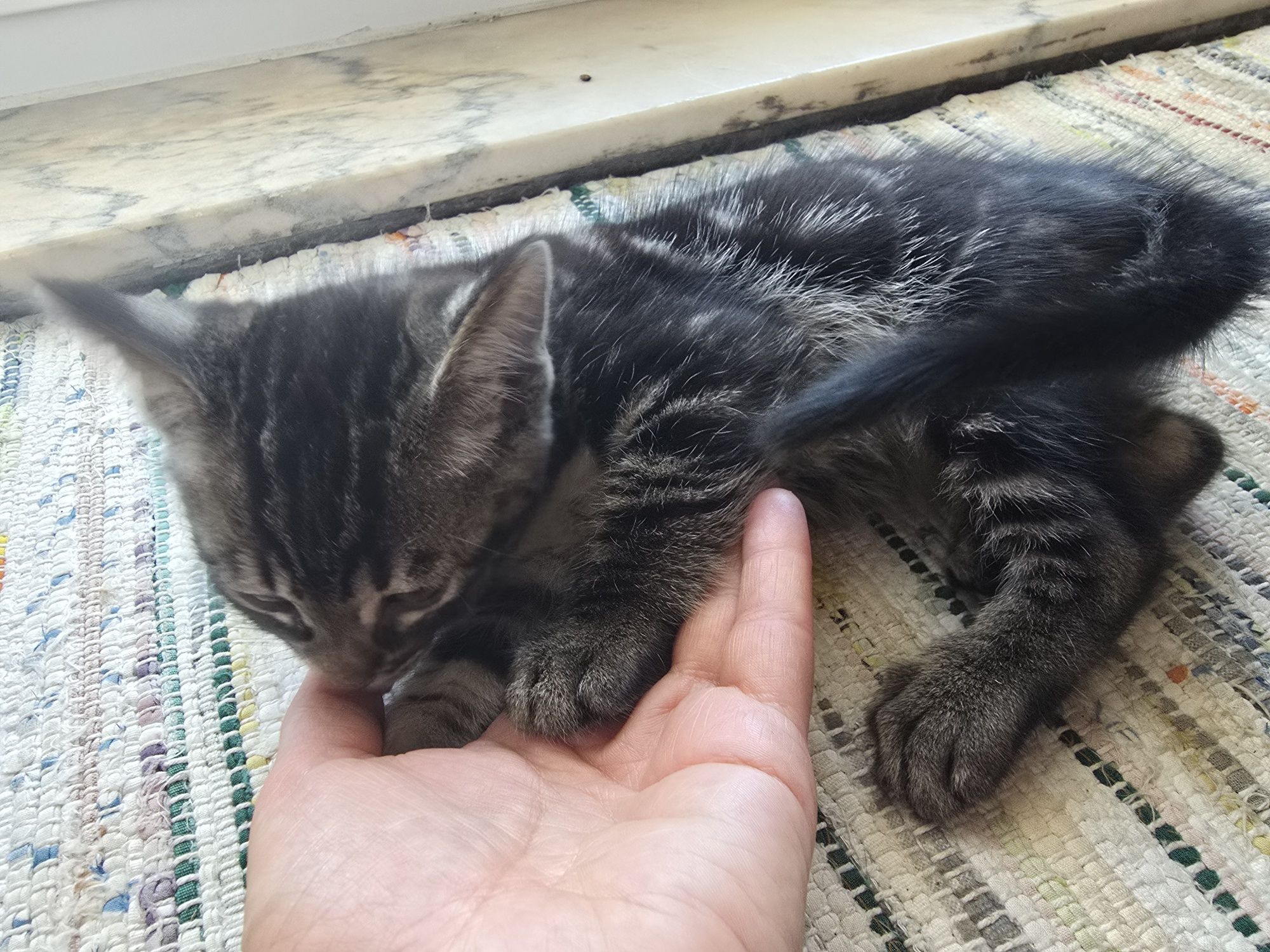 Gatinho 8 semanas