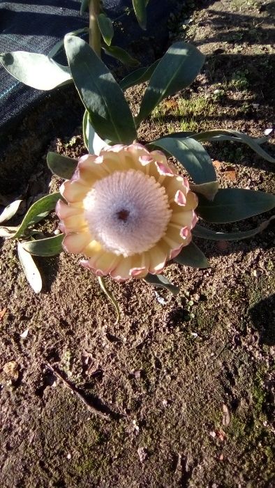 Vendo plantas de proteas Susara