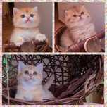 Золотая молодёжь котята