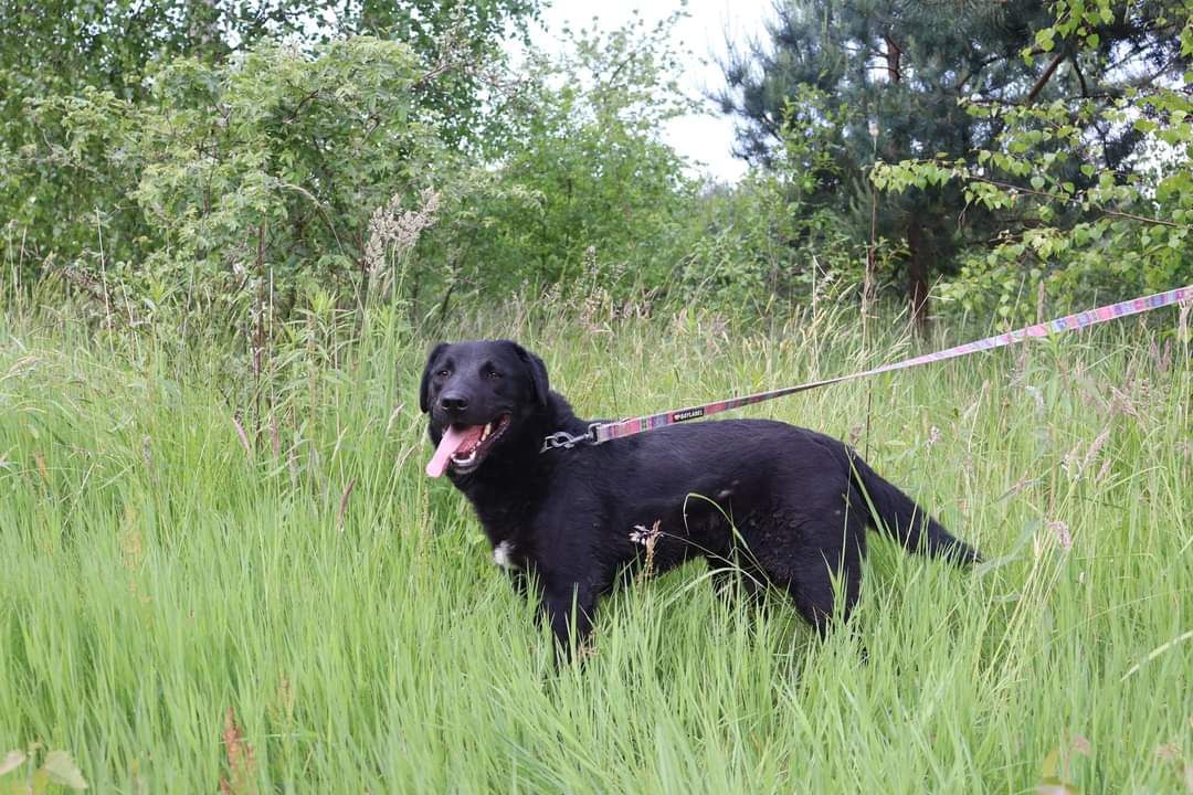 Pies do adopcji, schronisko strzelce, typ labrador