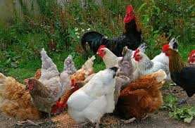 Kury Nioski ! Rosa1 Dominant ISA Leghorn Tetra Lohmann ! Zapraszam !!