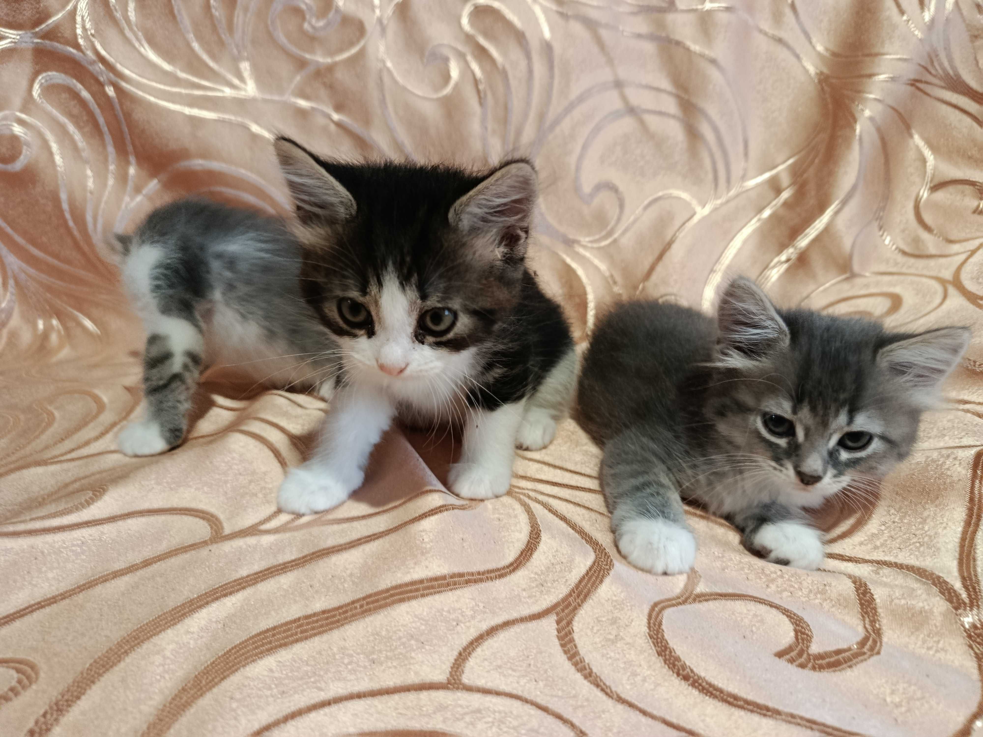 Кошенята в добрі руки