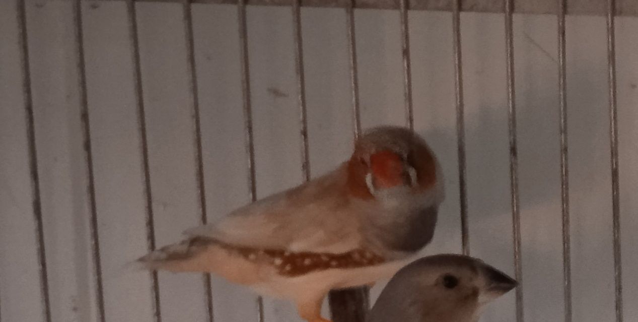 Aves exóticas desde 3€ (kakarikis, mandarins, periquitos, lacres e +)