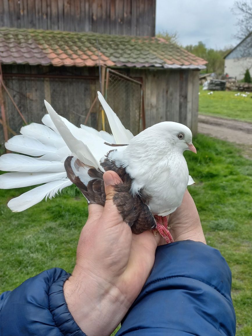 Orlik Lubelski boki