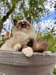 Ragdoll kocur kocurek seal mitted FPL Fife gotowy do wydania rodowód