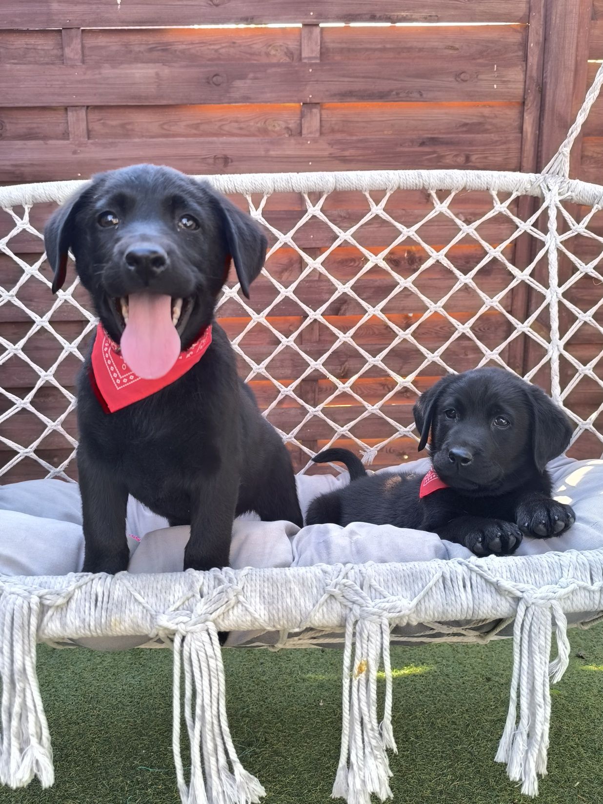 Labrador Retriever czarny pies Sid gotowy do odbioru