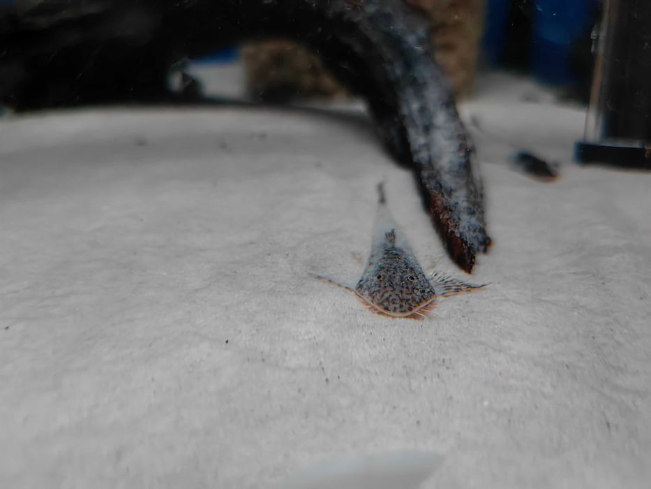 Pseudohemiodon sp. Peru  F1