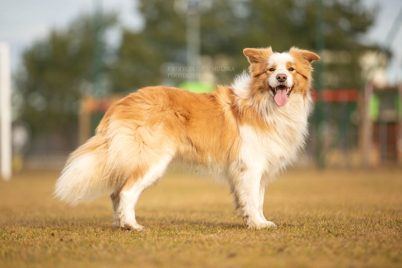 Border Collie Zkpw Wrocław -Zapowiedż miotu