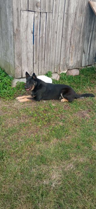 Oddam psa w dobre ręce!!!