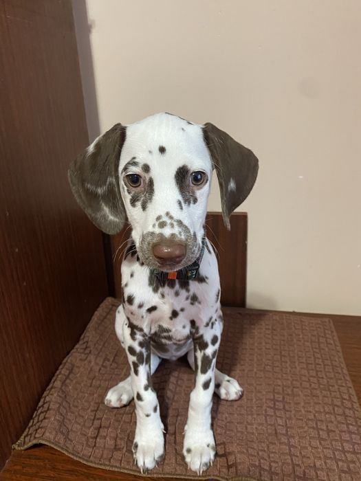 Далматин дівчинка даром