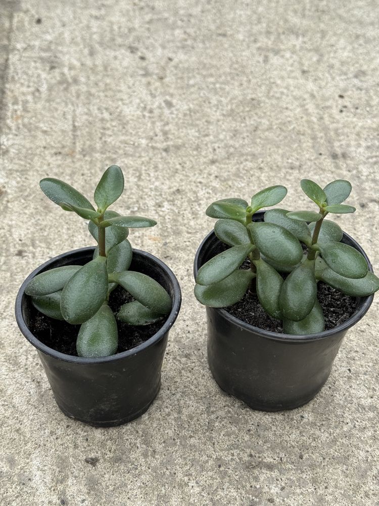 Crassula Товстянка Грошове дерево