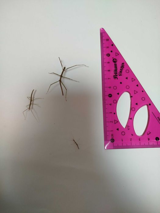 Młode patyczaki rogate