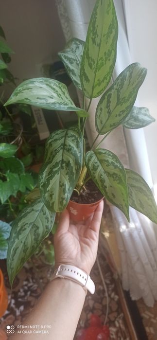 Комнатный цветок Аглаонема