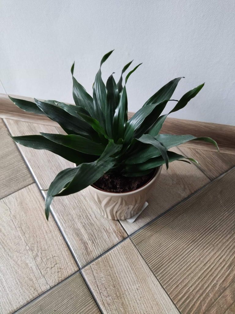 Roślina doniczkowa - Dracena fragrans Dracena Wonna