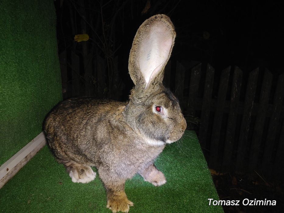 Belgijski Olbrzym z 31 grudnia 2024