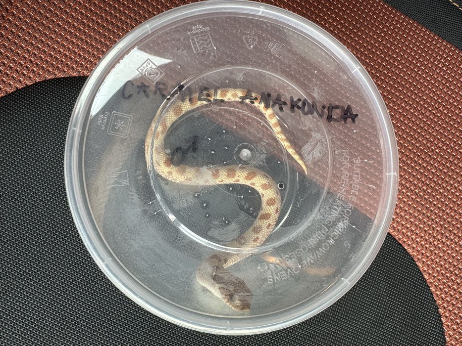 Heterodon zachodzni carmelconda