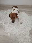 Jack Russell terrier