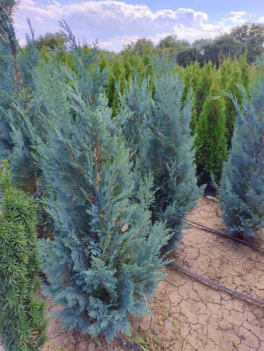 Кипарисовик, ялівець скельний Блю Аров, гортензії, туя смарагд