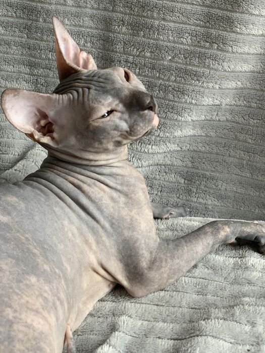 Девочка донского сфинкса