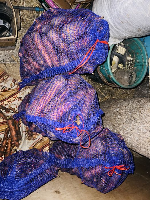 Продам 3 мішки моркви по 10 грн тільки самовивіз
