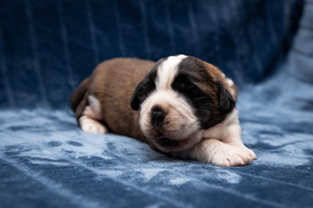 Bernardyn długowłosy - suczka ZKwP FCI