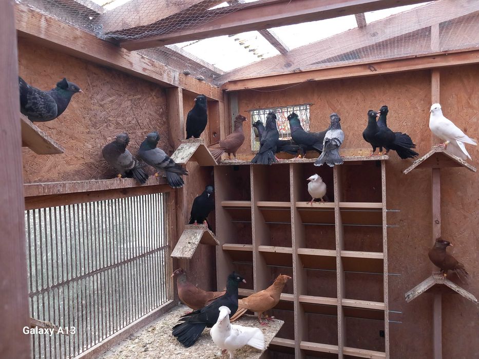 Sokoły gdańskie - sokół gdański