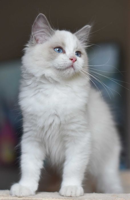 chłopczyk Ragdoll gotowy do zmiany domku