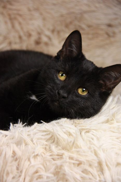 Кошеня Ремі, 5 міс