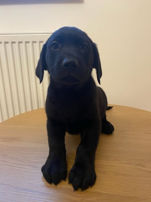 Labrador szczeniak czarny