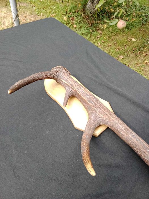 Poroże jelenia – pojedyncza tyka na tabliczce, 75 cm