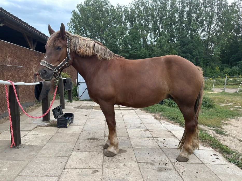 Sprzedam klacz  kasztankę