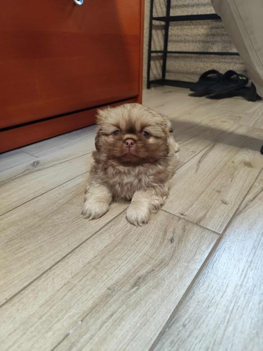 Piesek Pekinczyk Suczka