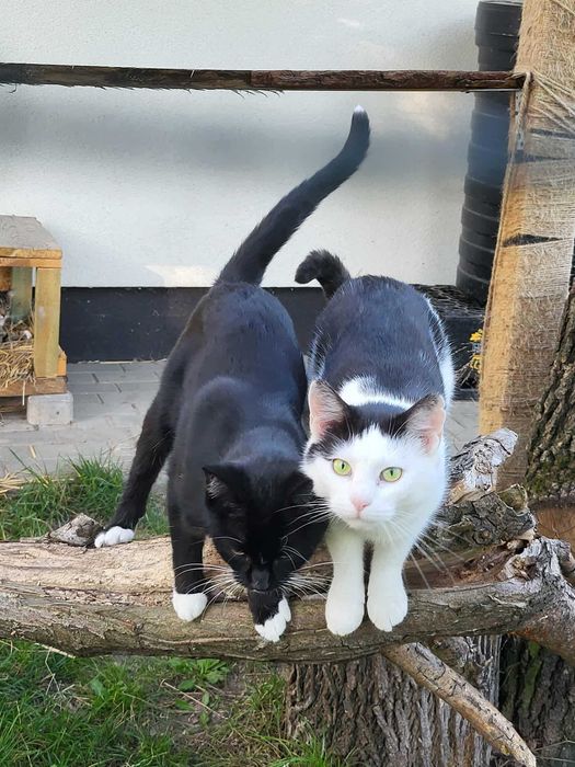 Roxy i Betsy koteczki do wspólnej adopcji