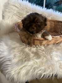 Shih tzu Ostatnia z miotu z genem czekolady ZHPR UCI