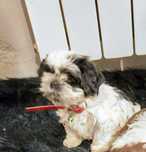 Uroczy piesk shih-tzu