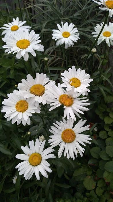 Miód Pszczeli  z własnej pasieki