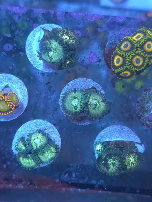 Zoas, corais de água salgada