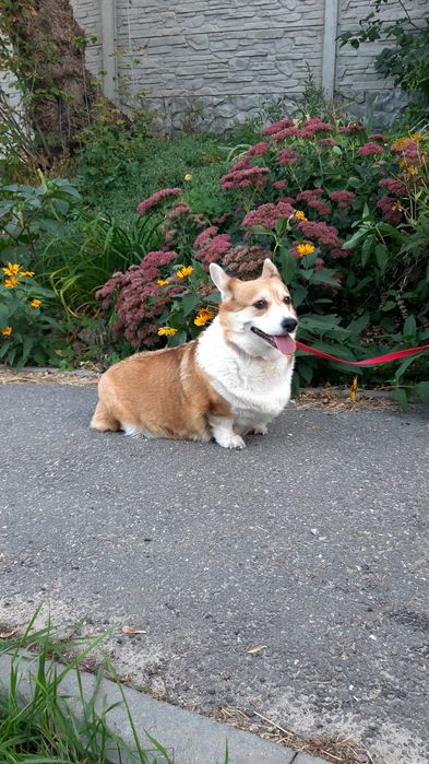 Лапотулі-лапулі коргі