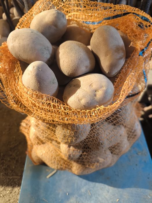 Ziemniaki odmiana bellarosa