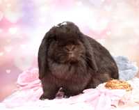 Krolik baranek Mini Lop samiczka