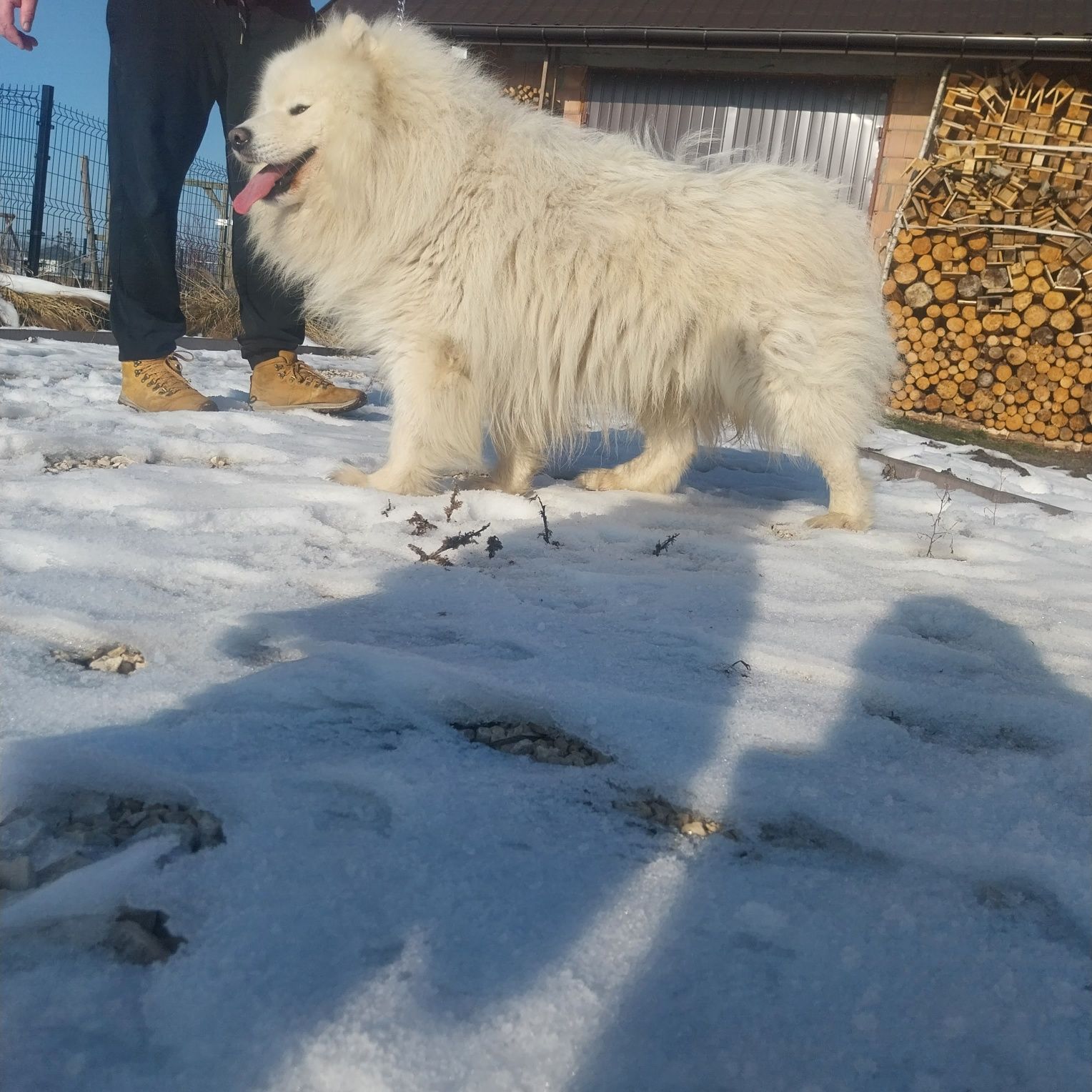 Pies samojed samoyed